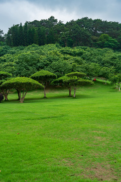 城市陽光草地草坪綠樹林