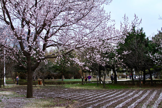 長(zhǎng)春公園