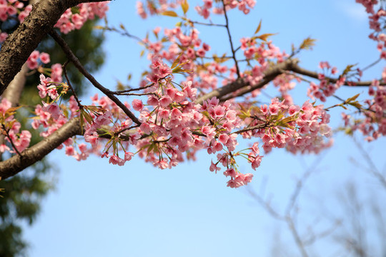 櫻花素材