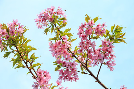 櫻花素材