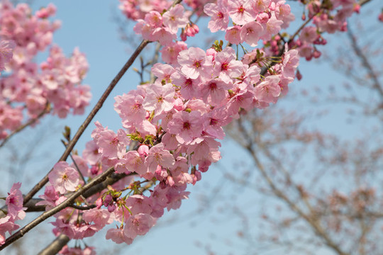 櫻花素材