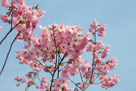 櫻花素材