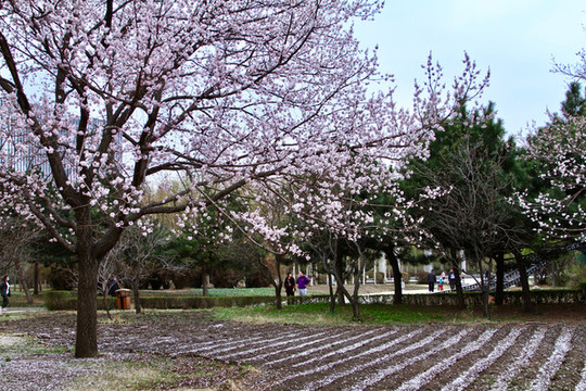 長春公園