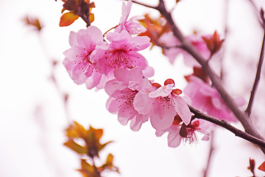 桃花