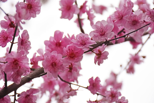 桃花