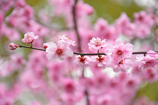 桃花