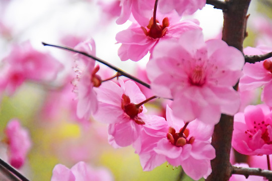 桃花
