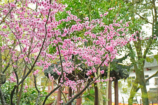 桃花