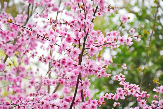 桃花