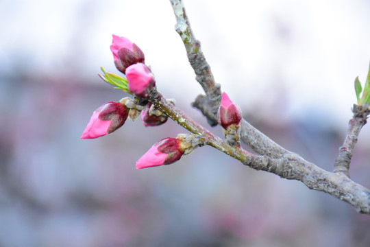 桃花