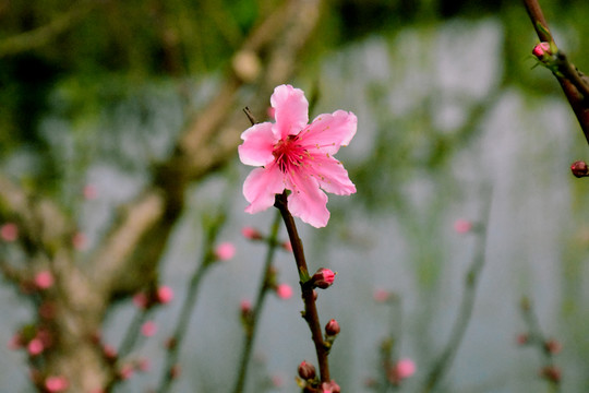 桃花