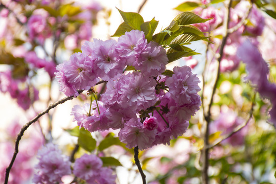 櫻花