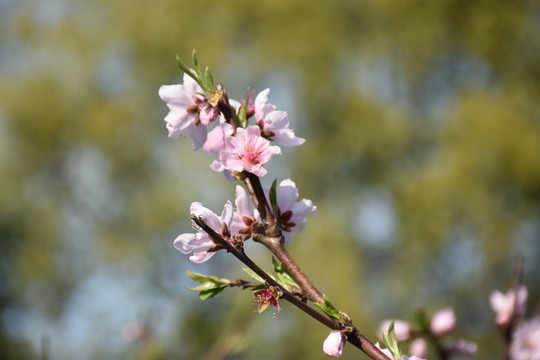 桃花