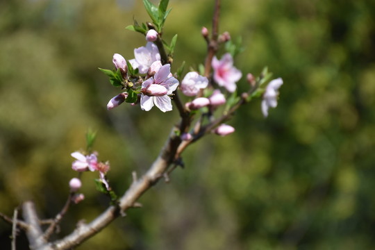 桃花