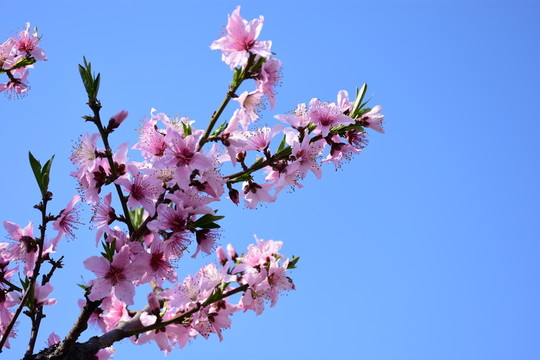 桃花