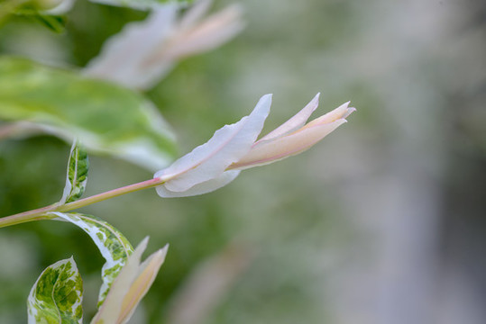 植物嫩芽