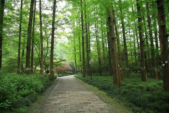 公園景觀