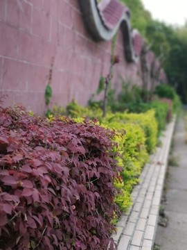 墻邊灌木叢