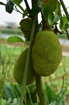 菠蘿蜜