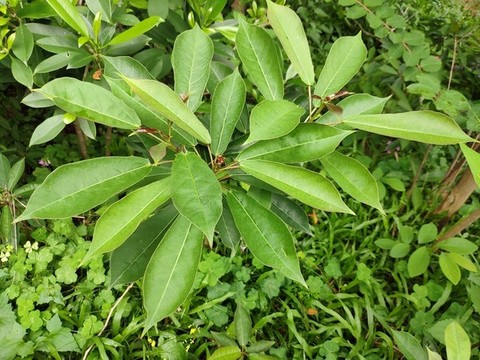 琴葉珊瑚