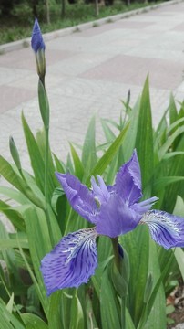 鳶尾花