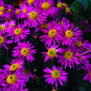 菊花翠菊