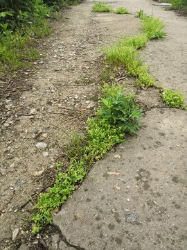 路