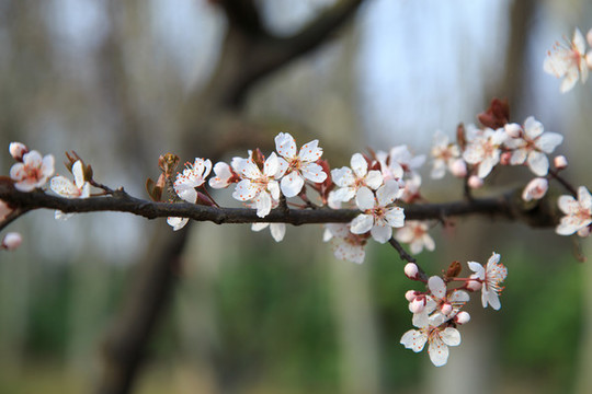 櫻花
