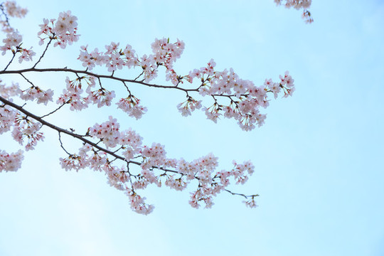 櫻花