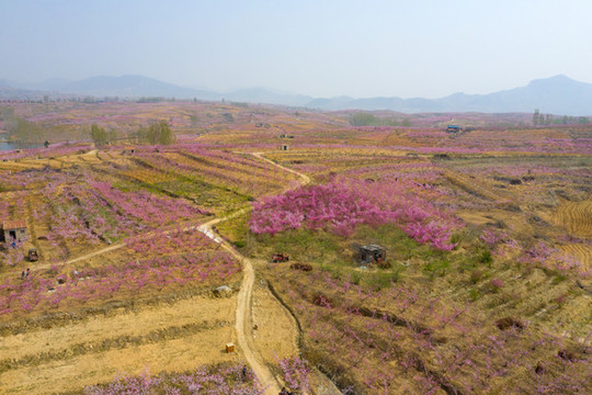 航拍蒙陰的桃花14