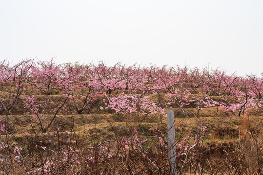 山東蒙陰桃花開滿山41