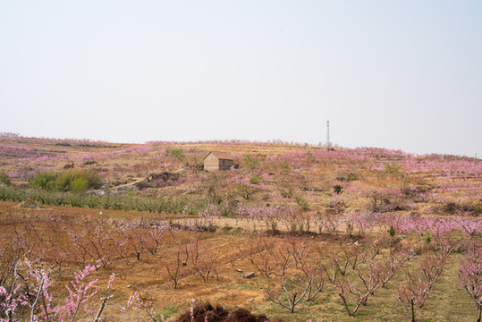山東蒙陰桃花開滿山43