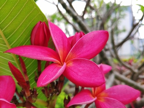 蛋黃花