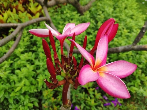 紅花雞蛋花