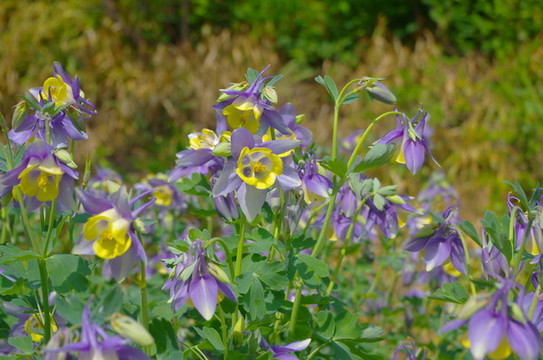 鮮花