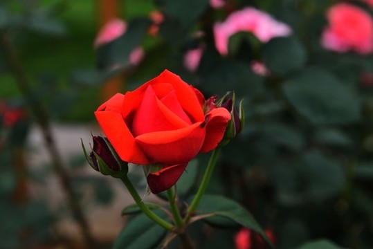 月季花