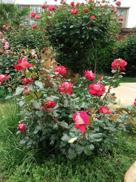 月季花