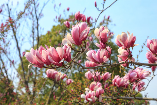 玉蘭花