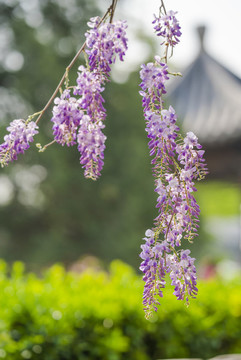 紫藤蘿