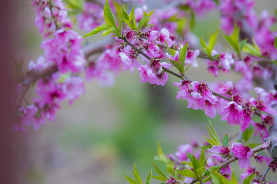 桃花