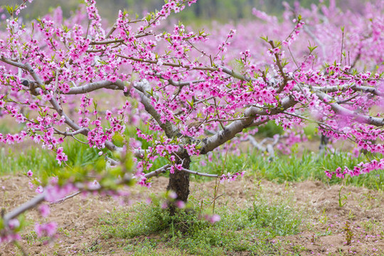 桃花