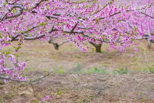 桃花