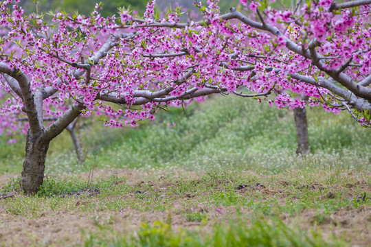 桃花