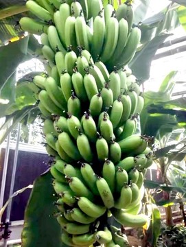 香蕉樹