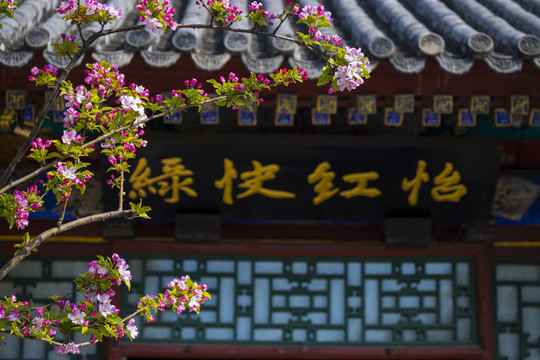 海棠