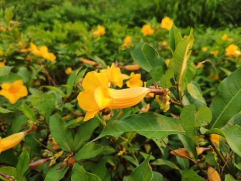 黄蝉花