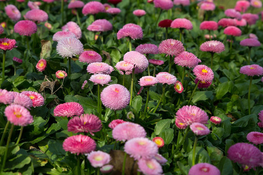 雛菊