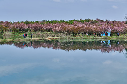 余姚大嵐上馬崗櫻花林