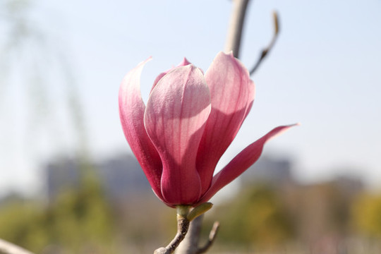 玉蘭花