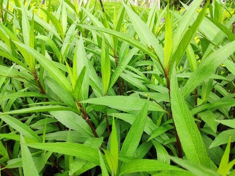 藍花草